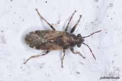Heterogaster urticae