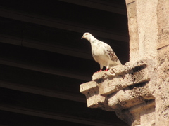 Columba livia domestica