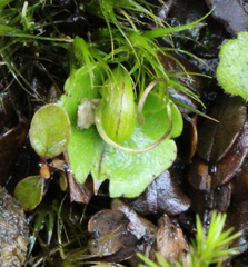 Corybas walliae