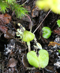 Corybas walliae
