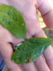 Tanaostigmodes pithecellobiae