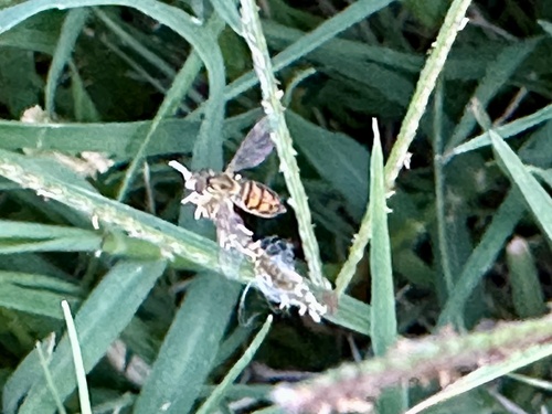 Unknown species found near E Morningside St, Pasadena, CA, US