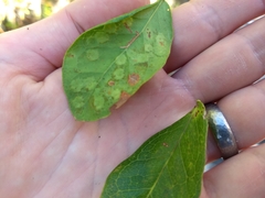 Tanaostigmodes pithecellobiae