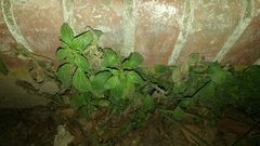 Parietaria