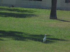 Bubulcus ibis