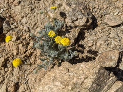 Trichoptilium incisum