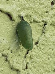 Danaus gilippus