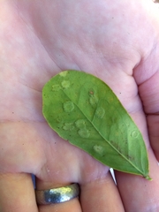 Tanaostigmodes pithecellobiae