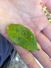 Tanaostigmodes pithecellobiae