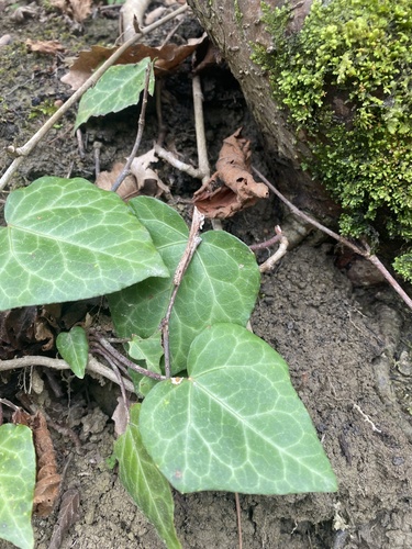 Persian Ivy (Hedera colchica)