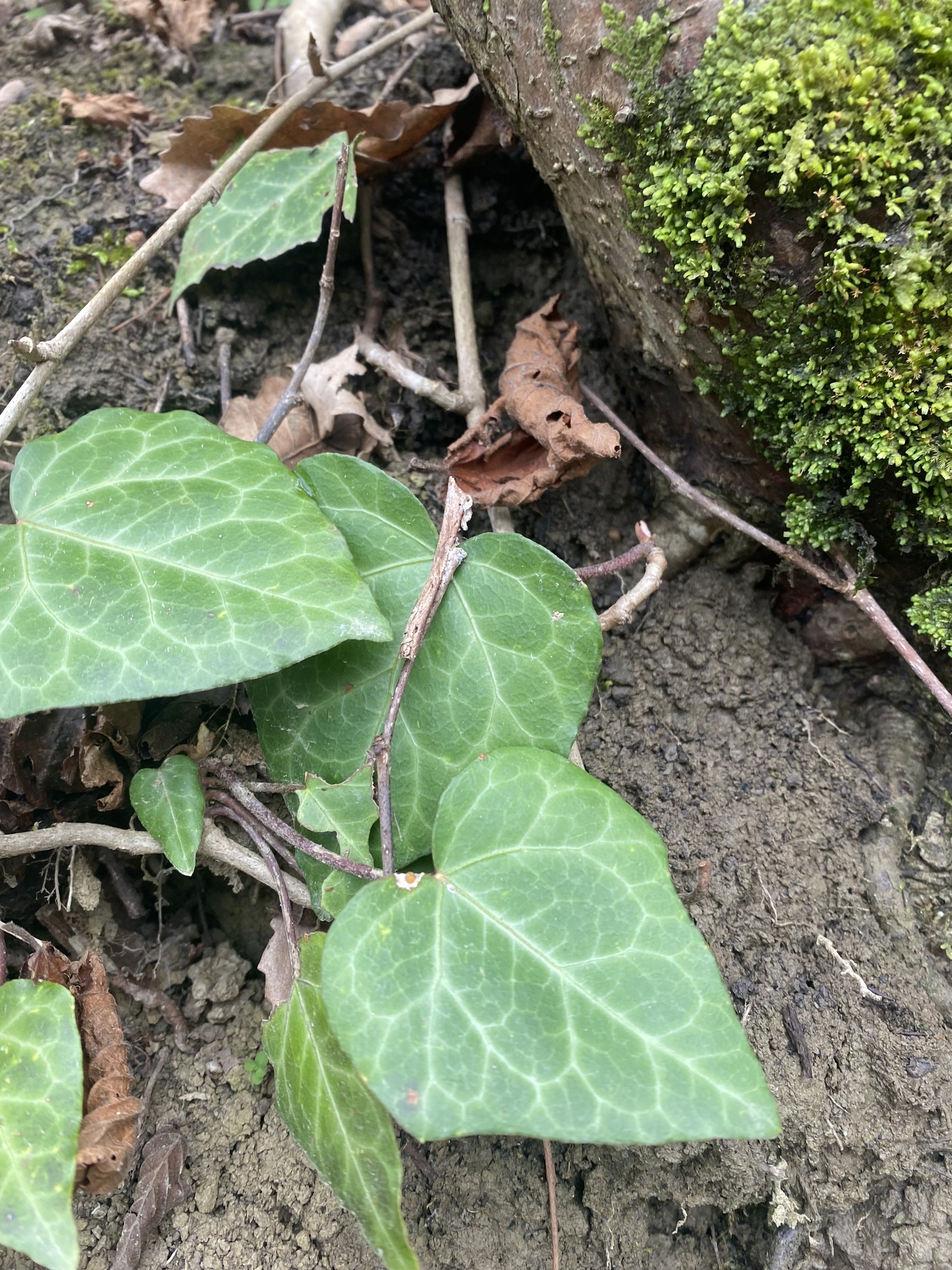 Persian Ivy (Hedera colchica)