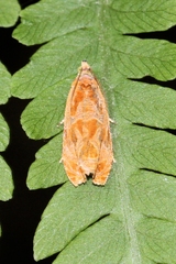Olethreutes nitidana