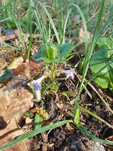 ground-ivy