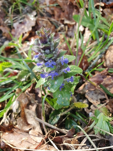 carpet bugle