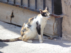 Felis catus