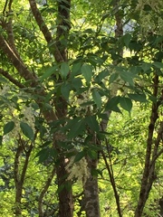 Fraxinus insularis