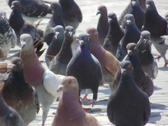 Columba livia domestica