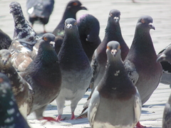 Columba livia domestica