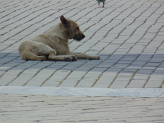 Canis familiaris