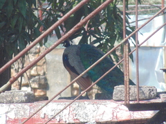 Pavo cristatus
