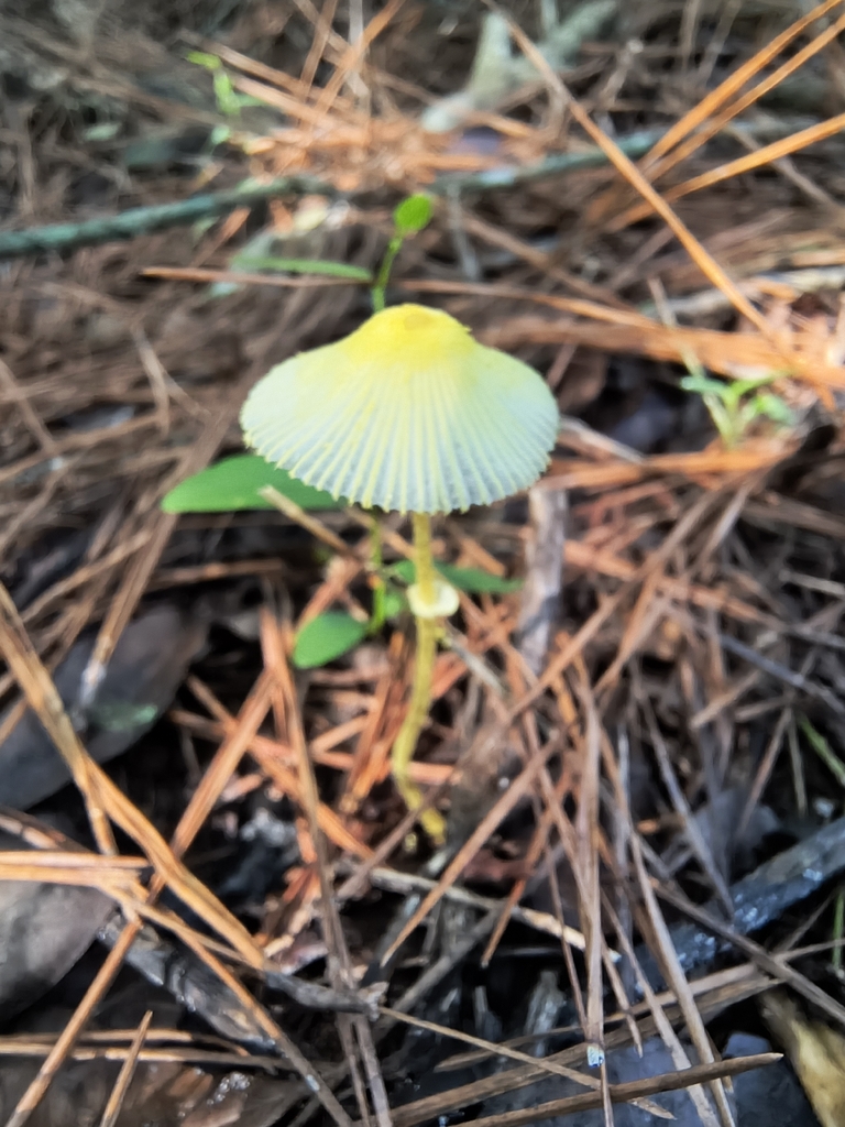 Leucocoprinus fragilissimus · March 2026 · photo: © lelacappelli (iNaturalist, cc0)