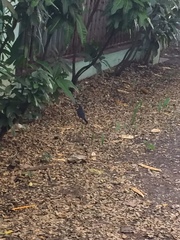 Turdus plumbeus
