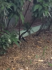 Turdus plumbeus