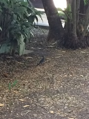 Turdus plumbeus