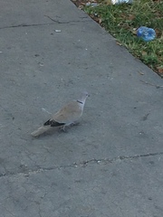Streptopelia decaocto