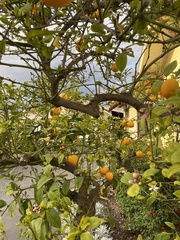 Citrus × limon
