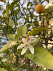 Citrus × limon
