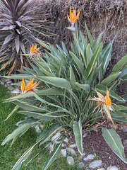 Strelitzia reginae