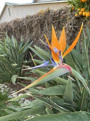 Strelitzia reginae