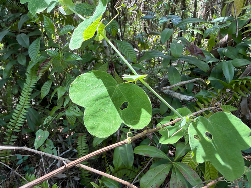 pineland passionflower (Passiflora pallens)