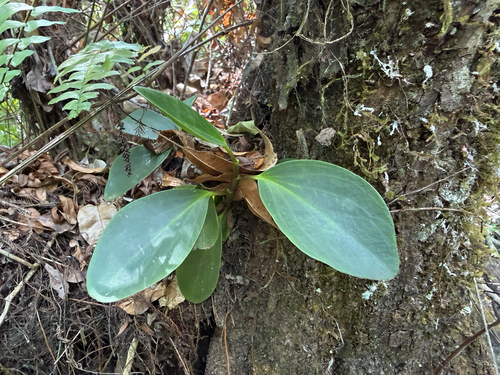 Peperomia