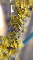 Xanthoria parietina