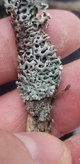 Hypogymnia incurvoides