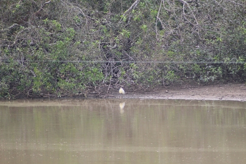 Capped Heron (Pilherodius pileatus), photo 6