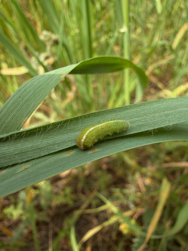 Unknown species found near Bay Area Ridge Trail, San Jose, CA, US