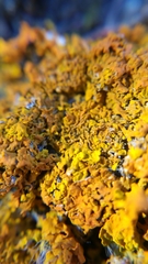 Fungi