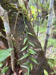 Vanilla phaeantha, photograph (c) Brandon Corder, some rights reserved (CC BY)