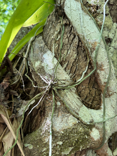 Dendrophylax lindenii, photograph 1