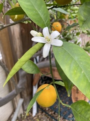 Citrus × aurantium