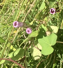 Ipomoea grandifolia