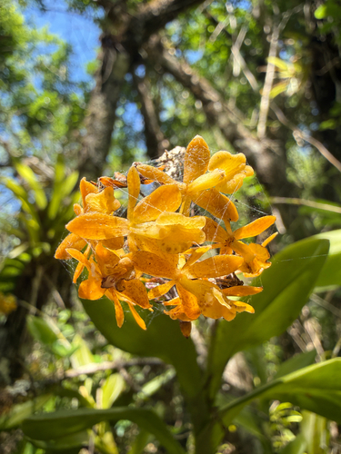 Big-mouth Star Orchid (Epidendrum amphistomum)