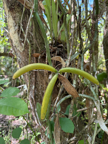 Vanilla phaeantha, photograph 5