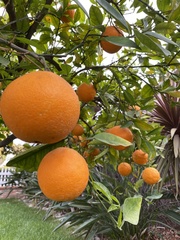 Citrus × aurantium