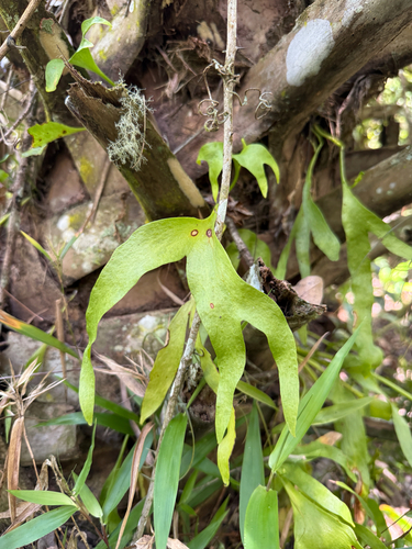 hand fern (Cheiroglossa palmata)