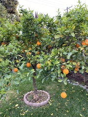 Citrus × aurantium