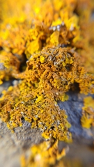 Fungi